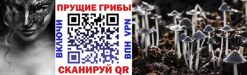 Галлюциногенные грибы Psilocybine cubensis  Купить закладки  Ардатов 